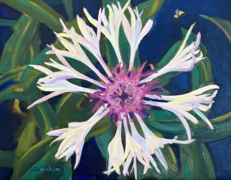 Artwork Bachelors Button by Alice Ingraham